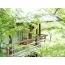 温泉山荘 だいこんの花